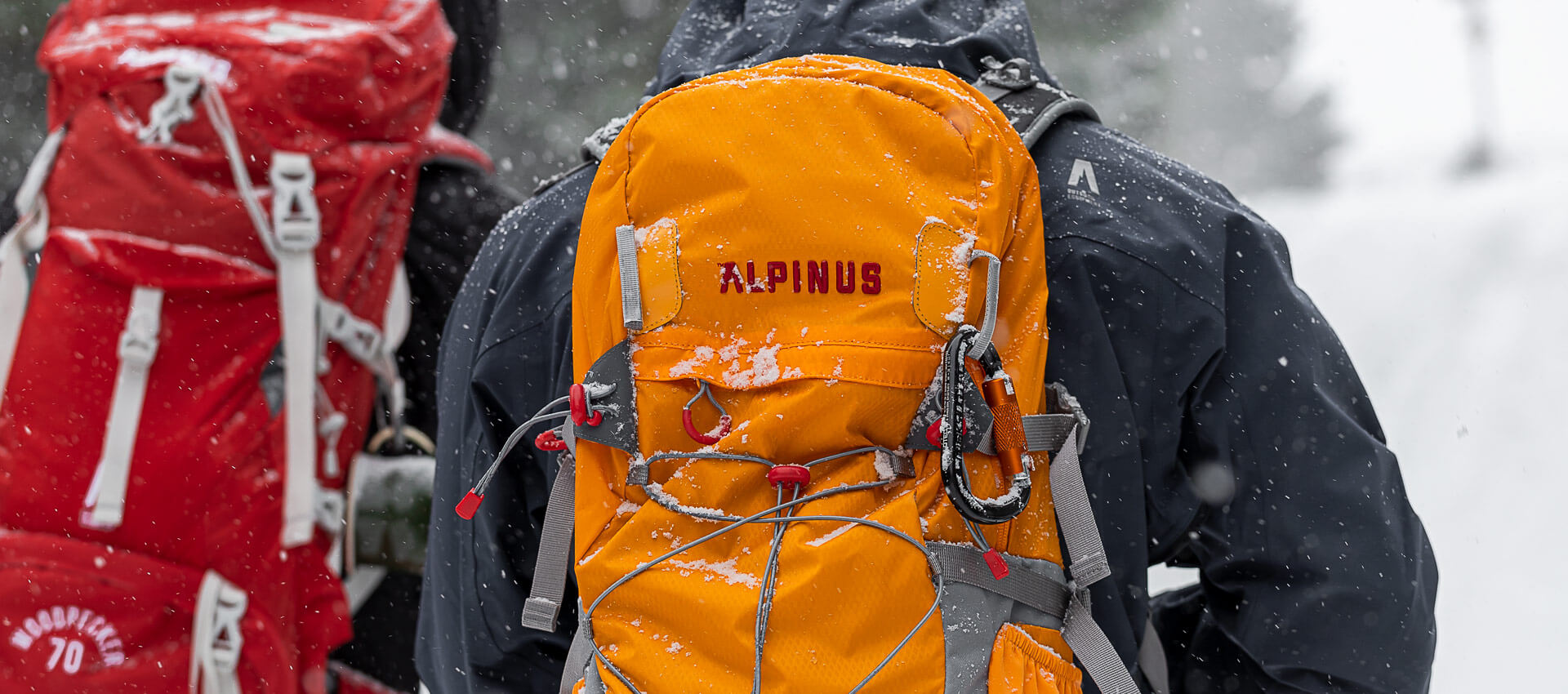 alpinus.jpg
