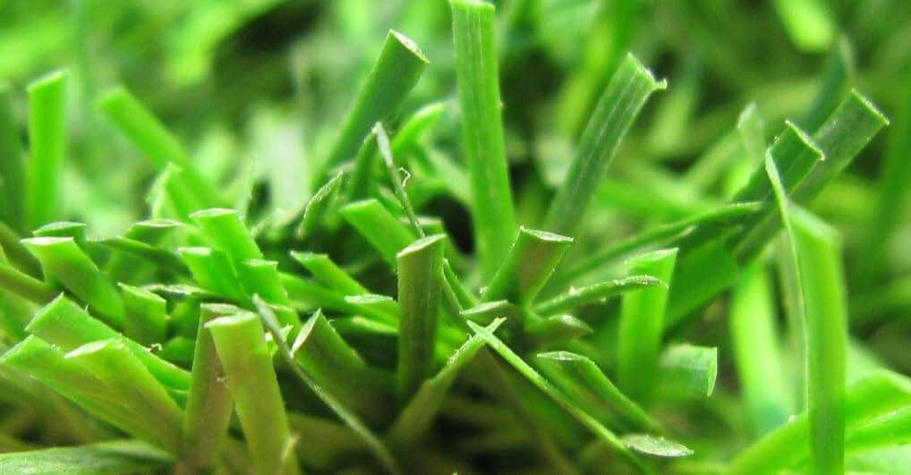 Artificial Grass Surface